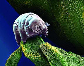 地球生物生命力排行榜 水熊虫并非第一