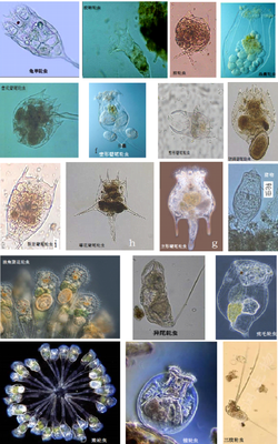 环境工程微生物技术在医药领域的技术开发与应用前景
