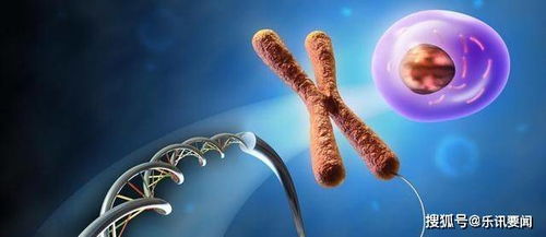 基因组垃圾场中的进化密钥 科学家发现隐藏的重要基因