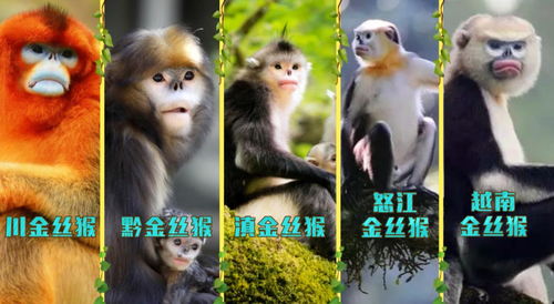 打开生物多样性之门 探秘神农架与医药领域技术开发