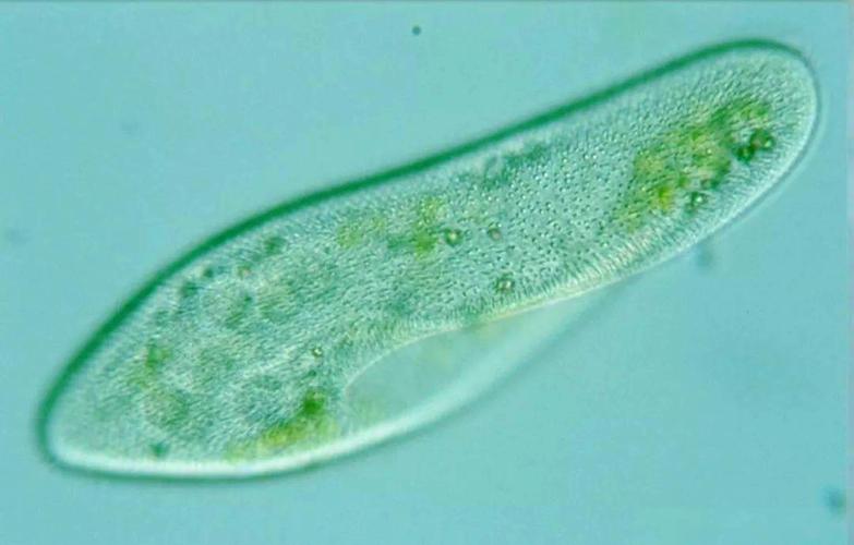 原生动物门到绦虫纲:揭示生物多样性的奥秘